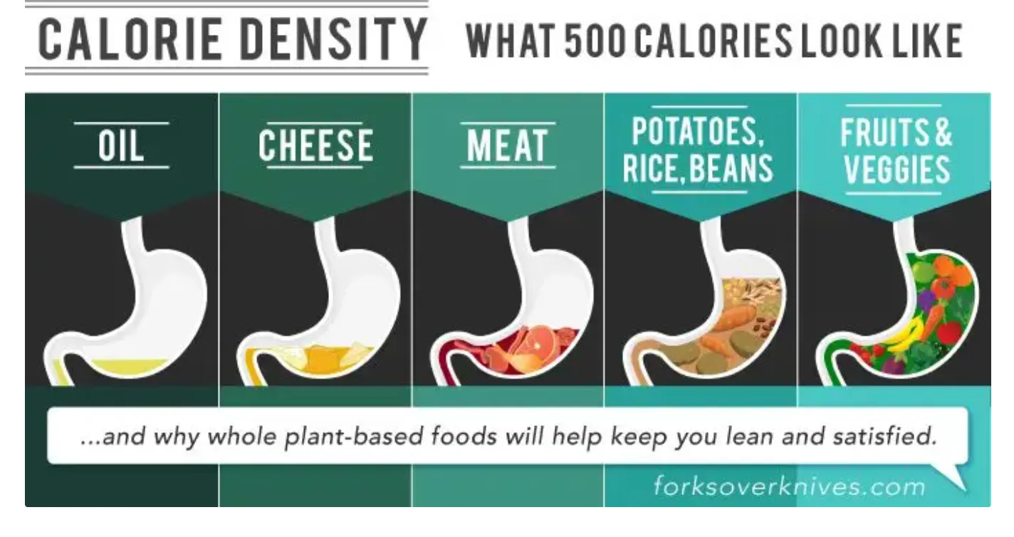 Five stomachs showing what 500 calories of oil, cheese, meat, potatoes/rice/beans, and fruits & veggies look like inside the stomach.
